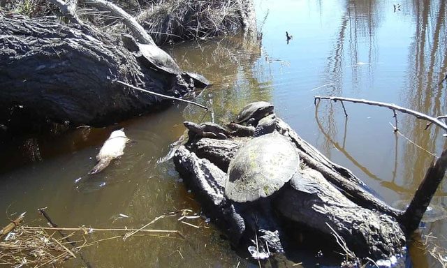 Rare white platypus swimming in a stream in New South Wales, Australia.