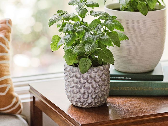 Researchers have shown that Lemon Balm acts as an antioxidant.