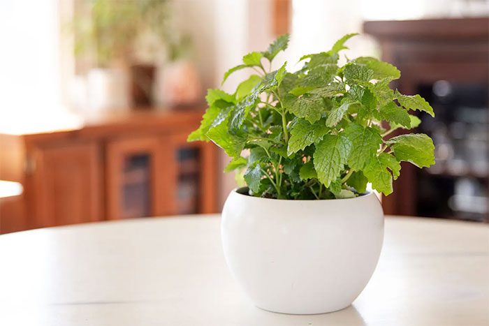You can drink Lemon Balm tea when nausea symptoms appear.