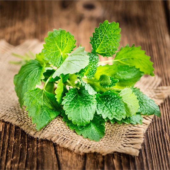 Lemon Balm should only be used for a short duration.