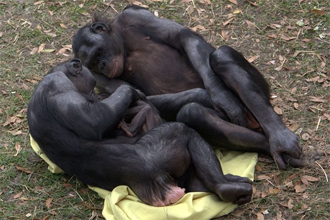 Pygmy Chimpanzee