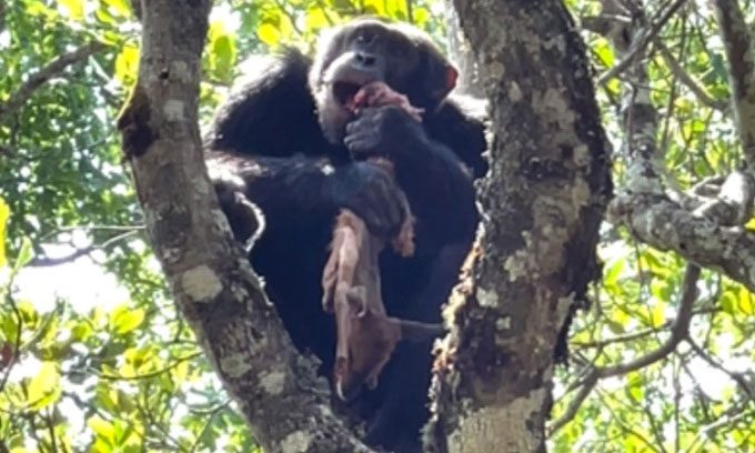 Chimpanzee Imba eating a stolen antelope carcass from the eagle.