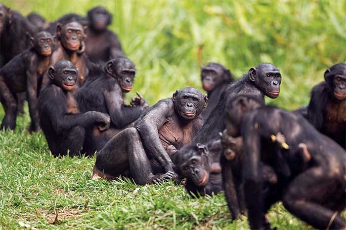Wild Bonobo