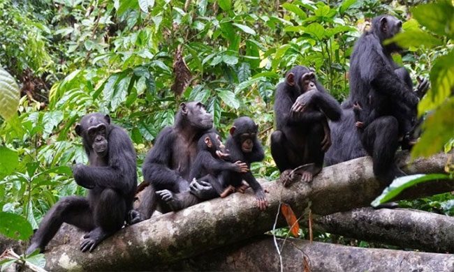 Chimpanzees climbing hills to observe rival groups.