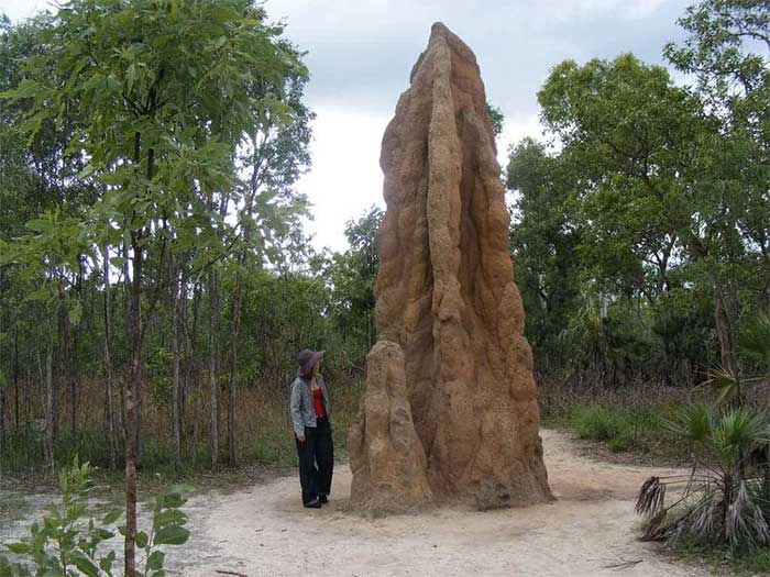 Giant termite mounds
