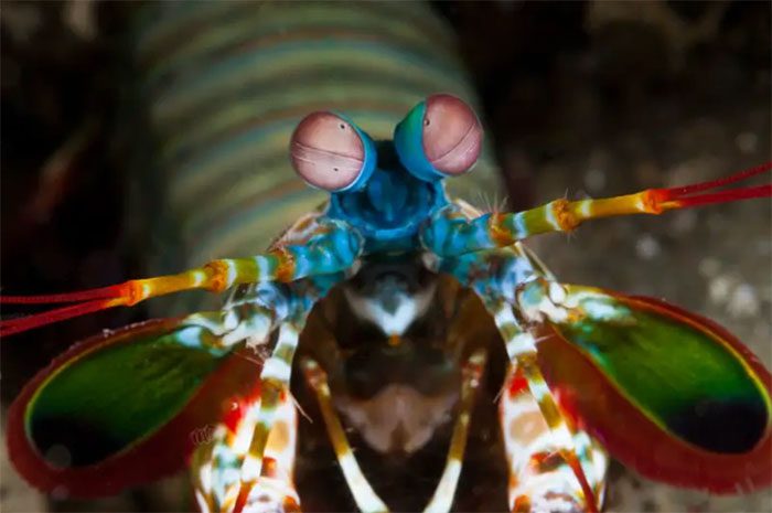 Mantis Shrimp