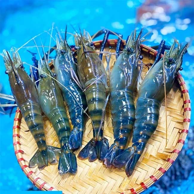 Giant River Prawn