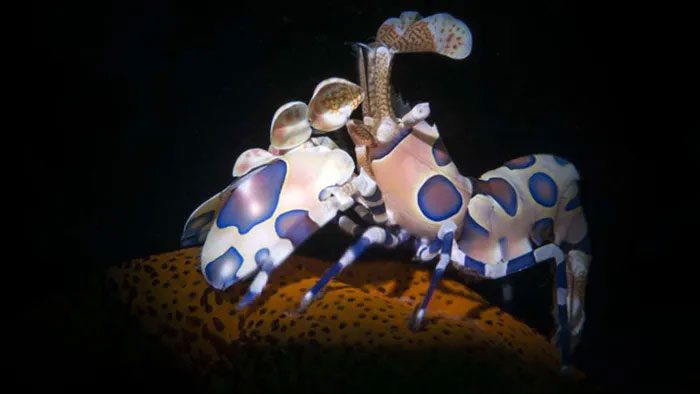tom harlequin 3