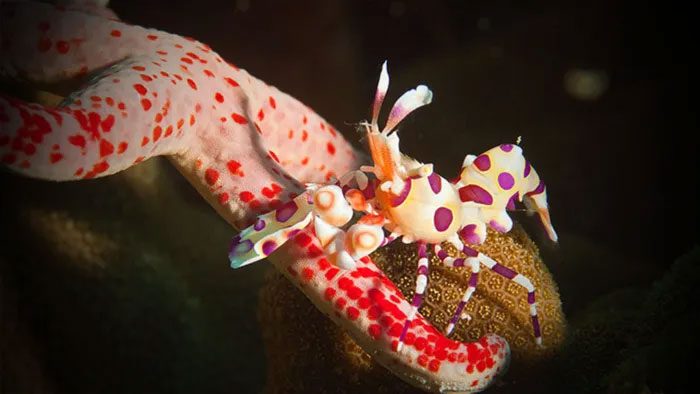 This species can make some prey regenerate lost parts and then continue to "consume" them