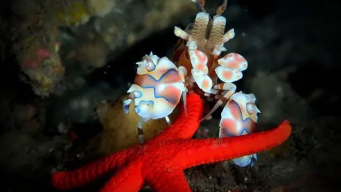 Captured starfish serve as a food source for the shrimp for an extended period