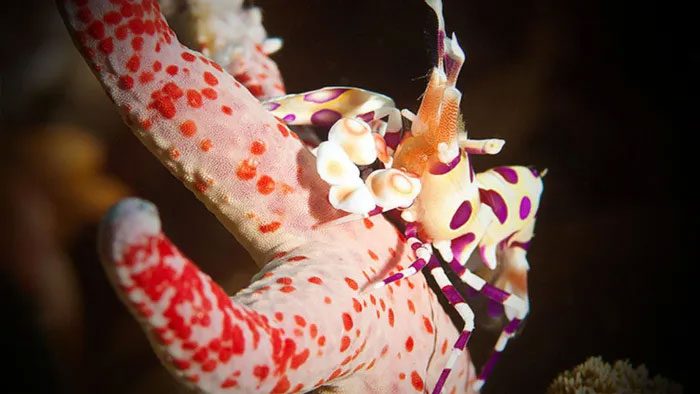 Whenever Harlequin shrimp reproduce, females molt and can lay 5,000 eggs.
