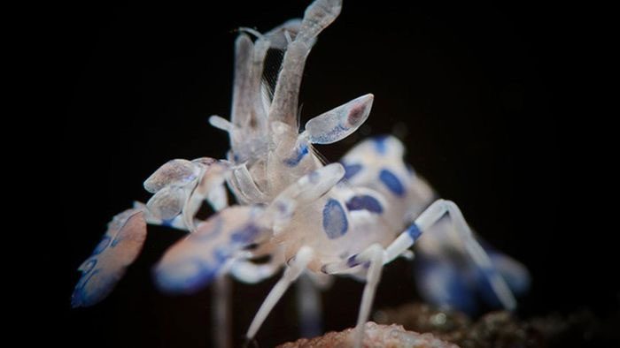 Harlequin shrimp is a marine shrimp species living in coral reefs