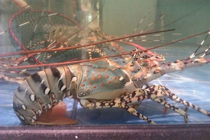 Lobster