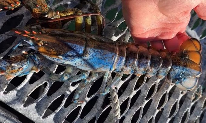 The Bowie lobster attracts significant attention on social media.