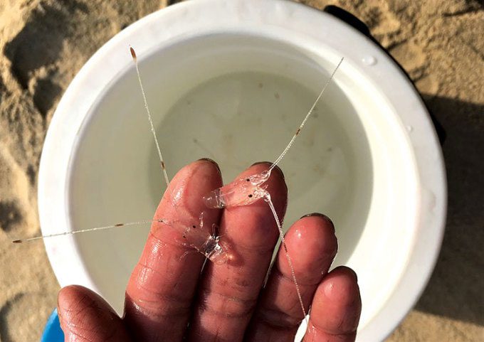 Wild-caught lobster seeds.