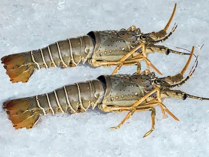 Bamboo Lobster