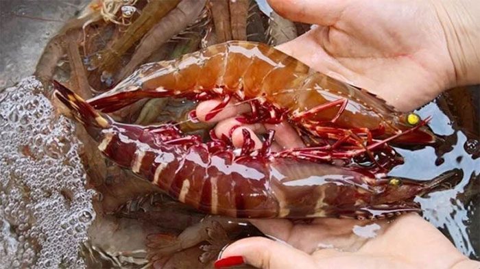 Tiger Prawn