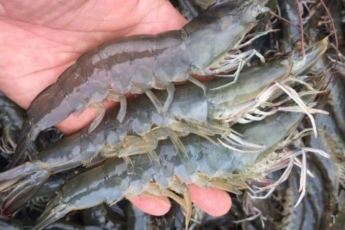 Whiteleg Shrimp