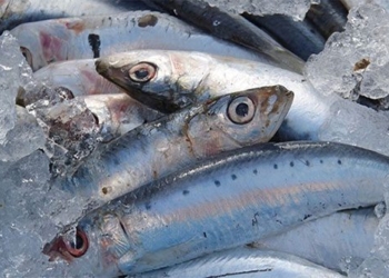 top 5 types of fish rich in dha good for childrens health parents should know 129627