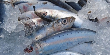top 5 types of fish rich in dha good for childrens health parents should know 129627