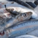 top 5 types of fish rich in dha good for childrens health parents should know 129627
