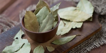 top 8 health benefits of mugwort leaf 130395