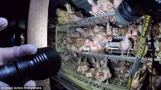 Inside a chicken farming facility in California, which supplies Costco.