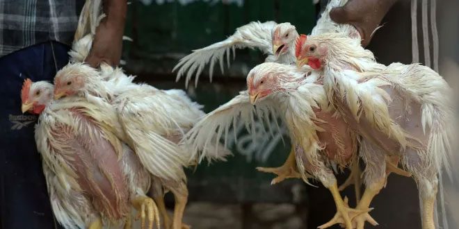Chickens for sale at a poultry market in New Delhi, India.