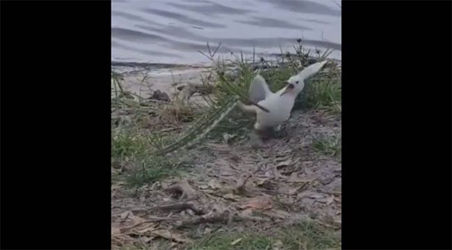 The python suddenly lunges, attacking the seagull.