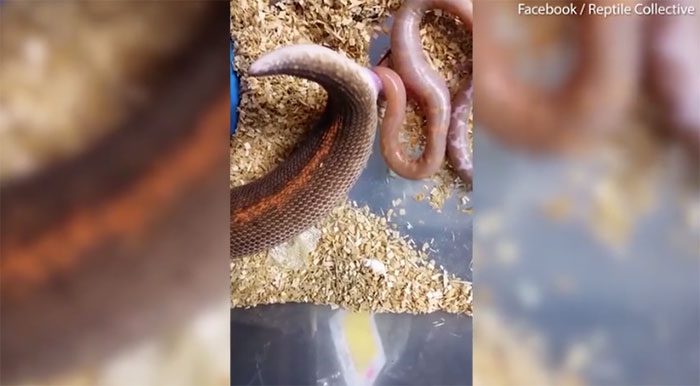 A large sand python is struggling to give birth.