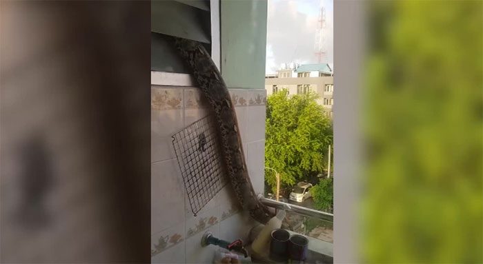 The python is emerging from a small vent in the corner of the room and moving onto the balcony.