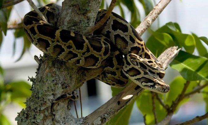 Burmese python hanging on a tree trunk in Everglades National Park.