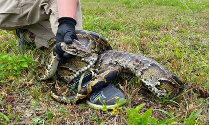 Burmese Pythons invade Florida in the 1980s.