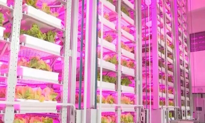 Crops in the automated farm are nurtured with hundreds of different colored LED lights