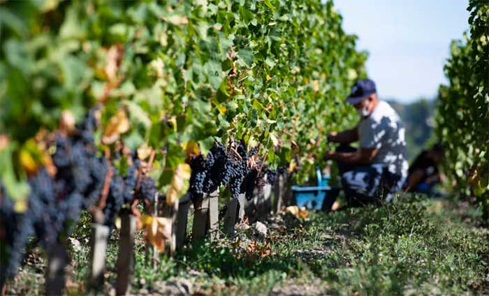 AI can be used to trace the origin of wine