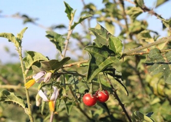 tree species growing in vietnam but few notice is leaf protecting near joint very good 129685