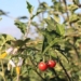 tree species growing in vietnam but few notice is leaf protecting near joint very good 129685