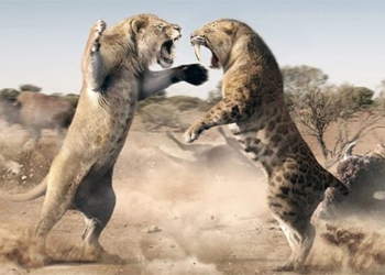 trembling 13 000 year old cave caused honey badger and many other species to go extinct 129403