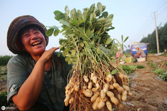 Stepping on peanut plants is actually harmless.