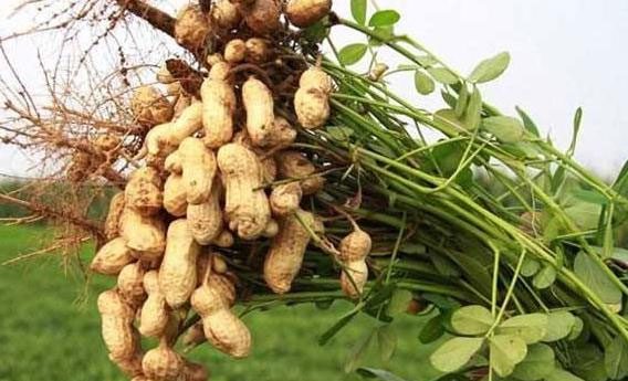 Stepping on peanut plants can help increase their yield.