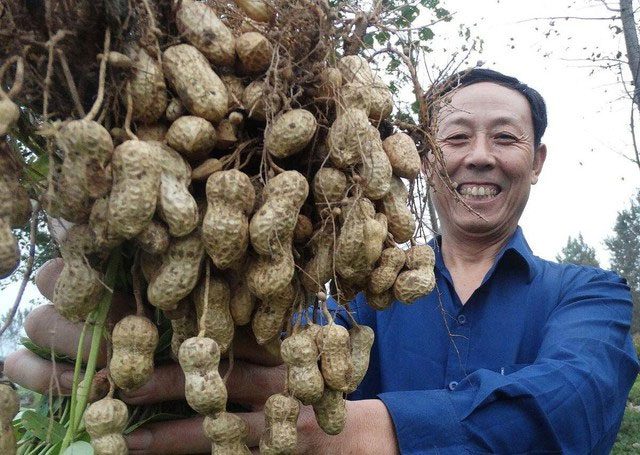 Peanuts are commonly planted by sowing seeds due to their high economic efficiency.