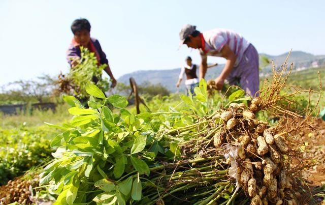 Over 100 countries grow peanuts due to their high economic efficiency.