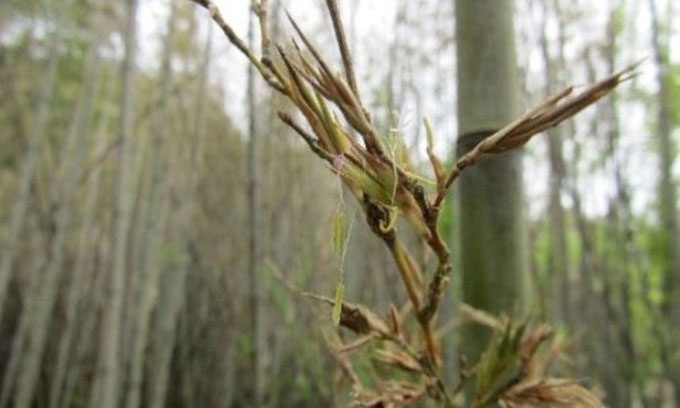 The next expected bloom of Henon bamboo is in 2028.