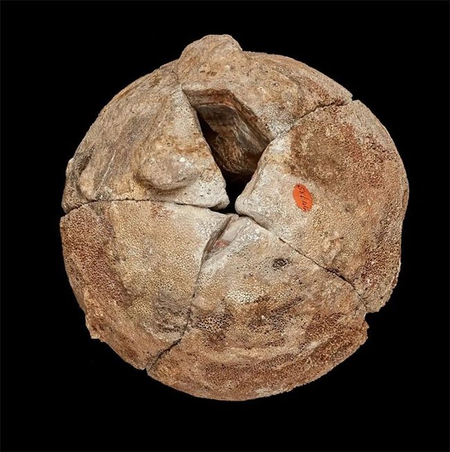 The agate stone displayed in the museum is actually a dinosaur egg.