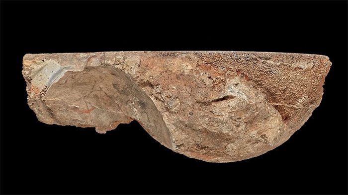 Although Titanosaurs are large, their eggs are quite small.
