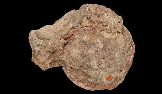 The surface of the stone is brown, uneven, and rough.