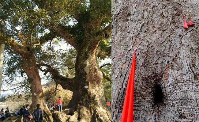 This phenomenon may be related to the growth process of the ancient camphor tree