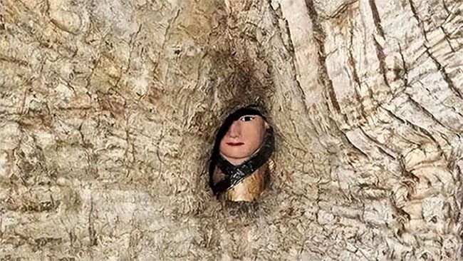 How can a Buddha statue fit into such a small hollow in the tree?