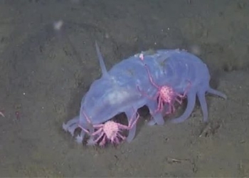 two live seafood at 1000m behind the emperors door 131496