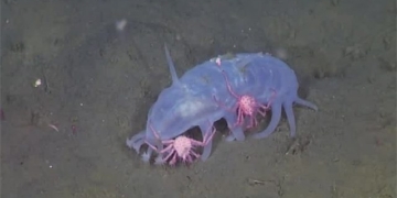 two live seafood at 1000m behind the emperors door 131496